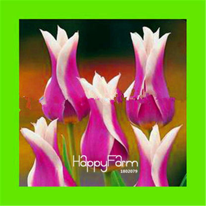 Dutch Tulip Flower Seeds - Potted Bonsai for Home & Garden Planting