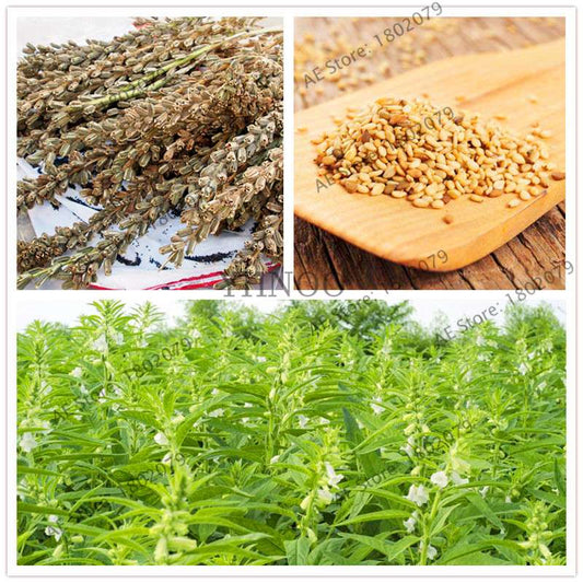 High-Yield Grain Seeds - Easy to Grow, Premium Sesame Seeds with High Oil Content
