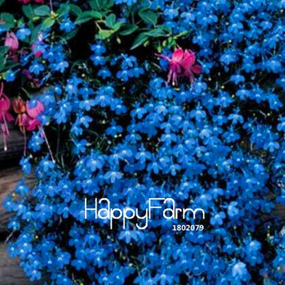 Lobelia Seeds - Bonsai Flower, Creeper & Ground Cover Plants for Garden Landscaping | Fast-Growing