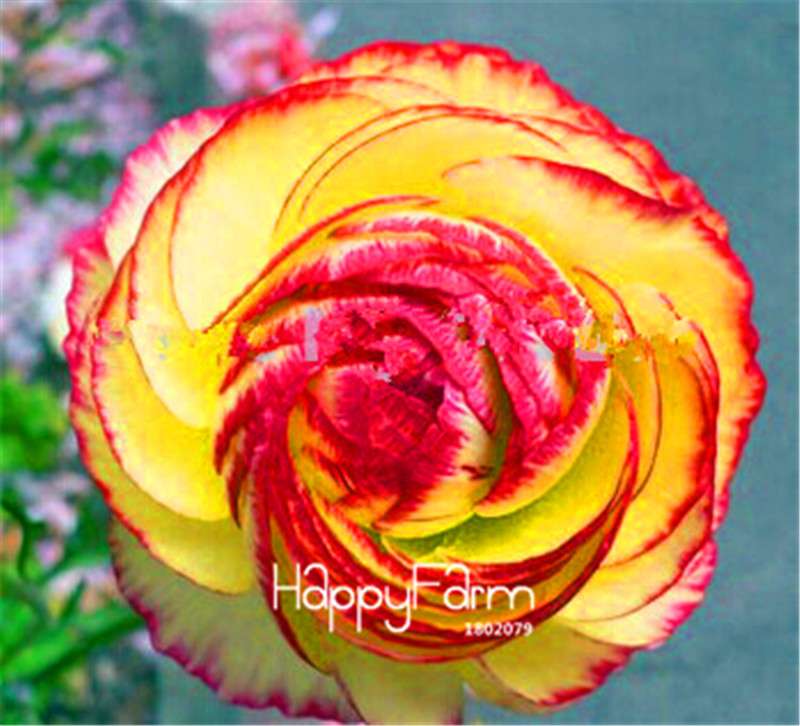 Ranunculus Asiaticus Bonsai Flower Seeds - DIY Home Garden Planting Kit