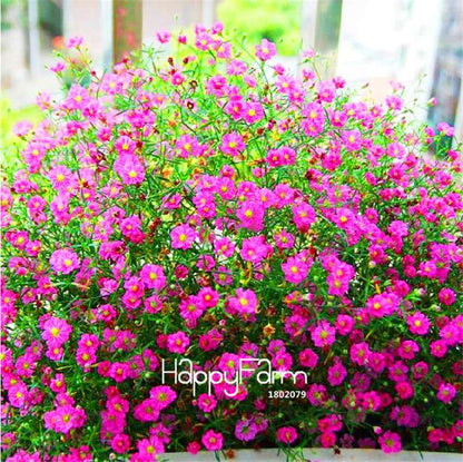 Gypsophila Seeds - Fragrant Bonsai Flowers for Home Garden Planting