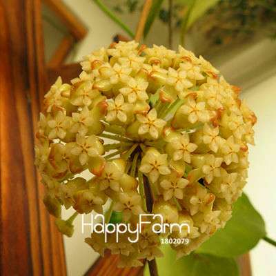 Hoya Seeds for Planting - DIY Home Garden, Potted Flowers, Bonsai & Orchid Seeds - Indoor/Outdoor