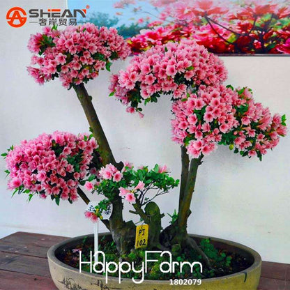 Rare Azalea Seeds - 12 Varieties, Cherry-Like Blooms - Stunning Flower Seeds for Garden