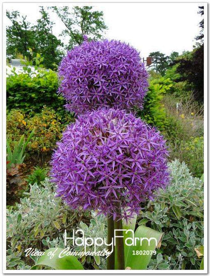 Purple Onion Seeds for Planting - Grow in Garden, Pots & Courtyard - Fresh Home Gardening Supplies