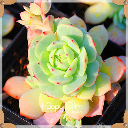 99 Rare Succulents & Lithops Seeds - Exotic Bonsai Plants, - Unique Office & Home Garden