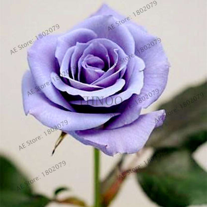 Rare Mixed Color Rose Seeds - Rainbow, Black, Blue - Bonsai Flower Seeds for Home Garden Planting
