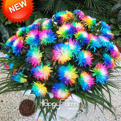 Rare Rainbow Chrysanthemum Seeds - Vibrant Color DIY Home Garden Flowers