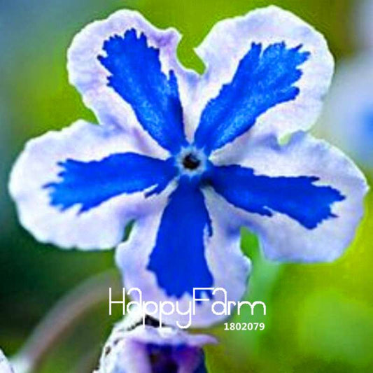 Forget-Me-Not Seeds - Starry Eyes Variety for Home & Garden Planting (USA)