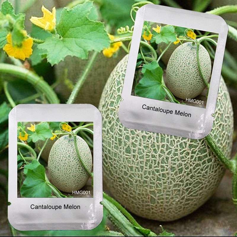 Juicy Cantaloupe Seeds - Extra Sweet, Large Hami Melon for Balcony & Garden - Professional Pack