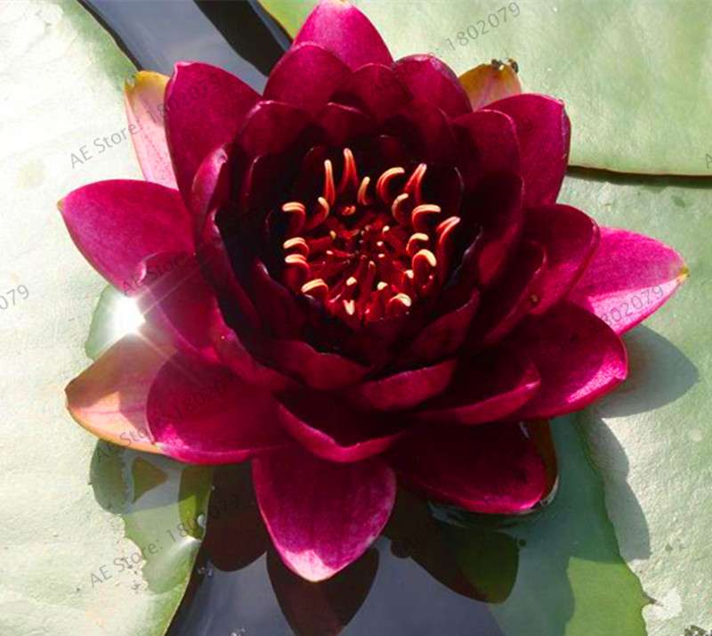 Lotus Flower Seeds - Aquatic Water Lily Plants for Home Garden Planting
