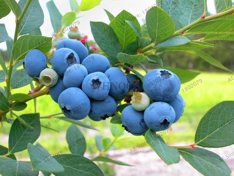 Blueberry Seeds for Planting - Edible Bonsai Fruit, Indoor & Outdoor Garden Plants - Non-GMO, Fast Growth