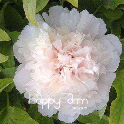 Yellow Peony Seeds for Planting - Potted Bonsai Flower Seeds for Home Garden