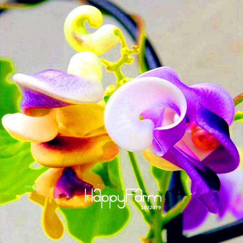 Rare Japanese Snail Vine Seeds - DIY Bonsai, Home Garden & Pot Flowers | Fast-Growing Wisteria
