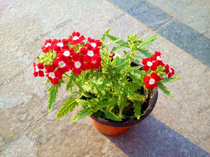 Verbena Seeds for Planting - Easy to Grow Potted Flowers, Bonsai Garden Seeds for Home & Outdoors