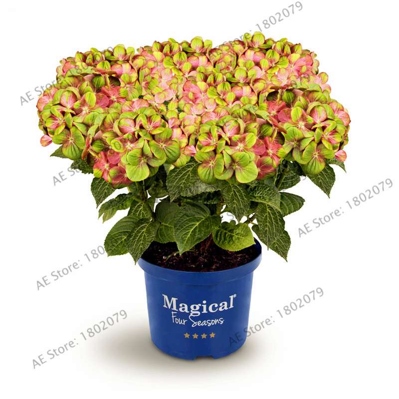 Hydrangea Bonsai Seeds - Perennial Wedding Flowers for Home & Garden - Easy to Grow