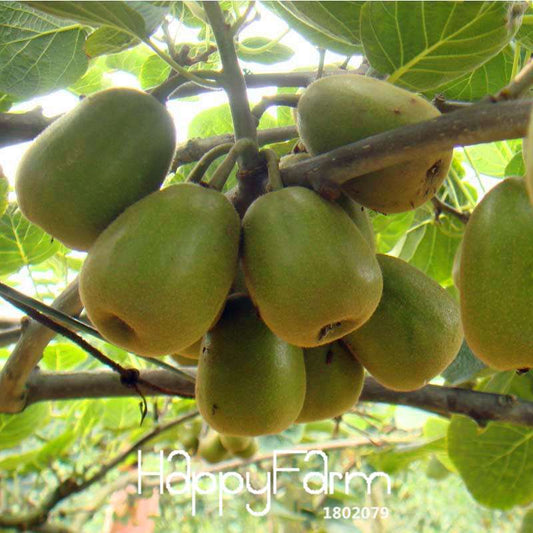 Red Kiwi Seeds - Organic, Non-GMO, Fresh Garden Bonsai Fruit Seeds for Home Planting