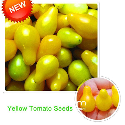Organic Yellow Pear Tomato Seeds for Home Garden - Non-GMO, Heirloom, Easy Grow