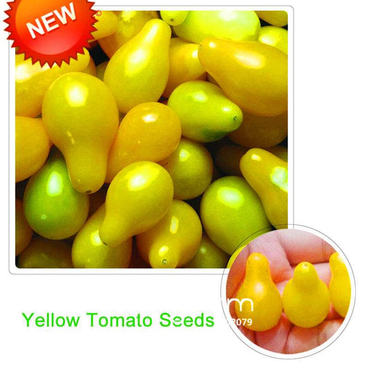 Organic Yellow Pear Tomato Seeds for Home Garden - Non-GMO, Heirloom, Easy Grow