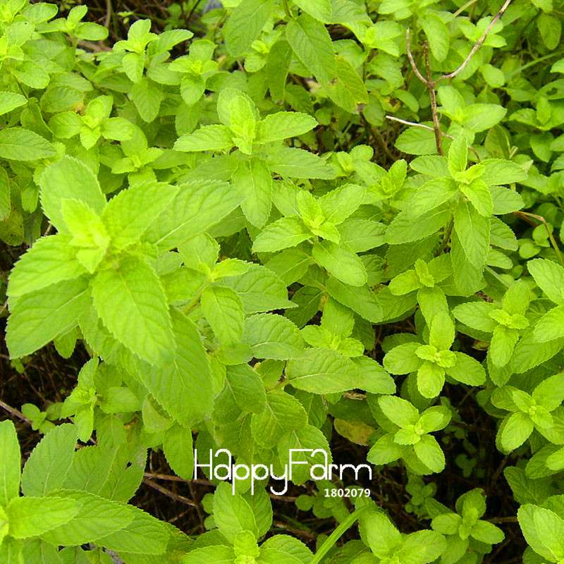 Premium Mint Seeds for Herbal Tea - Radioprotective Benefits, Non-GMO, USA Garden