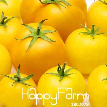 Yellow Tomato Seeds for Planting - Sweet Fruit, Home Garden, Bonsai Potted Plant - Non-GMO, High Yield