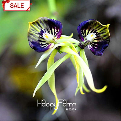 Rare Yellow Octopus Orchid Seeds - for Home Garden Planting | Exotic Flowering Plants