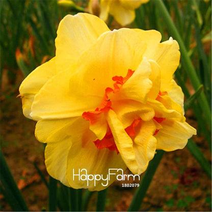 Narcissus Tazetta Seeds - Beautiful Daffodil Balcony Plants, Air-Purifying & Easy to Grow