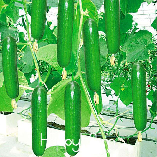 Fresh Cucumber Seeds for Planting - Non-GMO, Home Garden, Balcony & Bonsai | Fast-Growing Vegetable Seeds