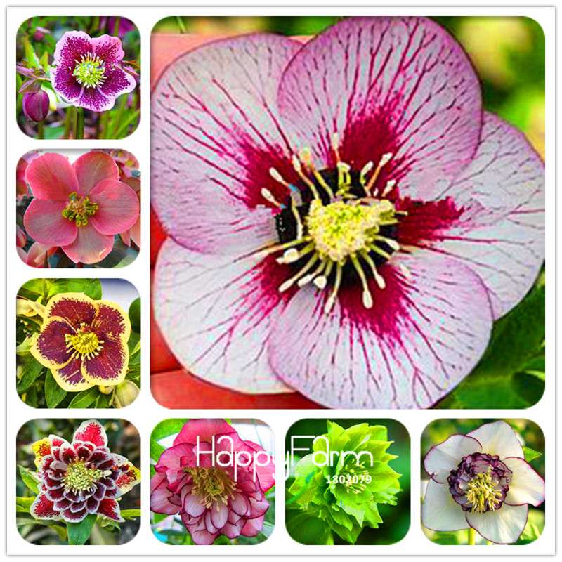Helleborus Seeds for Bonsai - Grow Exotic Japanese Flowers at Home | DIY Garden Kit