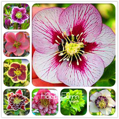 Helleborus Seeds for Bonsai - Grow Exotic Japanese Flowers at Home | DIY Garden Kit