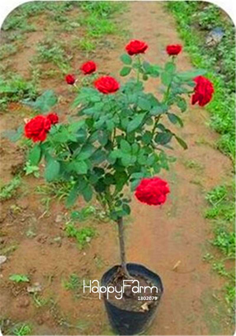 Rare Rosa Chinensis Seeds - Fresh Dendroidal Rose Tree Seeds for Planting, Exotic Flower Garden