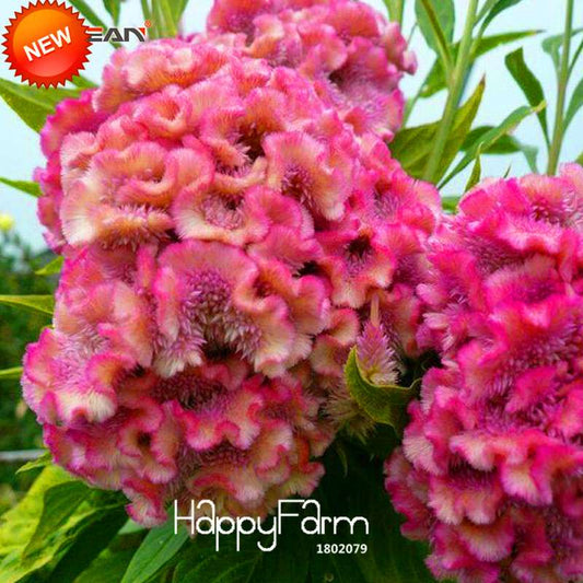 8-Color Celosia Cristata Seeds - Vibrant Cockscomb Bonsai Flowers, for Potted Plants | Fast US Shipping