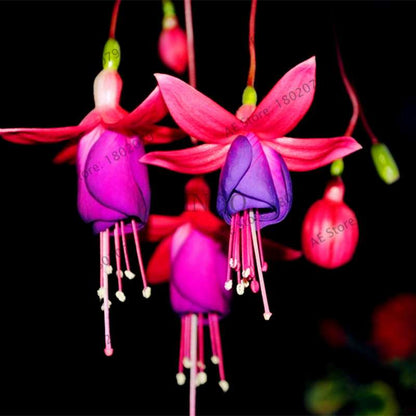 Mixed Color Lantern Flower Seeds - Fuchsia Hybrida Perennial Bonsai Plant for Home & Garden