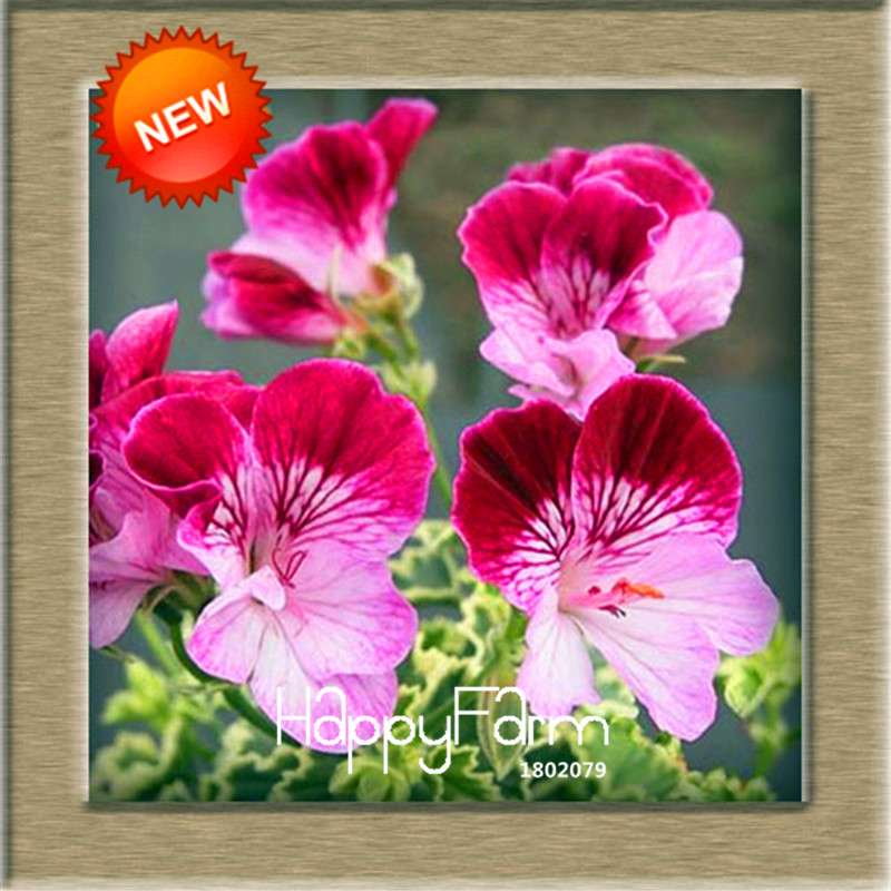 Pelargonium Peltatum Seeds - Geranium Flower Seeds, 17 Colors, Perennial Blooms for Garden & Containers