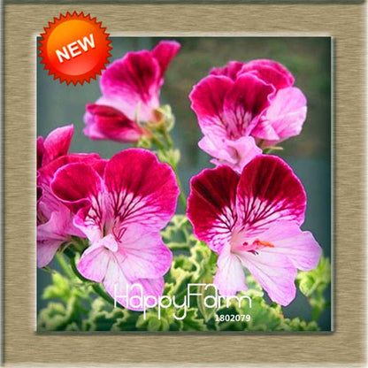 Pelargonium Peltatum Seeds - Geranium Flower Seeds, 17 Colors, Perennial Blooms for Garden & Containers