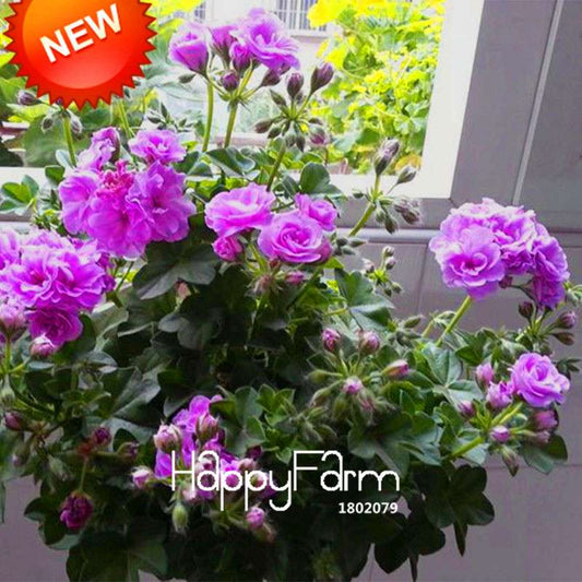 Purple Geranium Seeds Pack - Perennial Pelargonium Peltatum Flowers for Indoor & Outdoor Planting