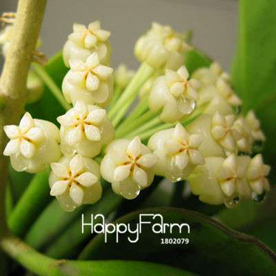 Rare Hoya Carnosa Orchid Seeds - Home Bonsai Flower Seeds for Planting