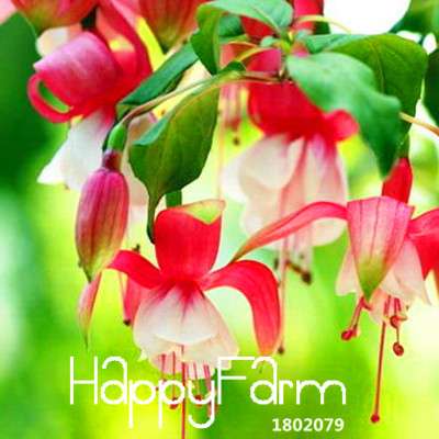 Red Fuchsia Flower Seeds - Perennial, DIY Planting, Vibrant Colors for Garden & Pots | Fast Shipping