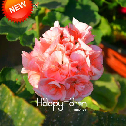 Pale Pink Geranium Seeds - Perennial Pelargonium Peltatum, Indoor Flowering Plants for Home & Garden