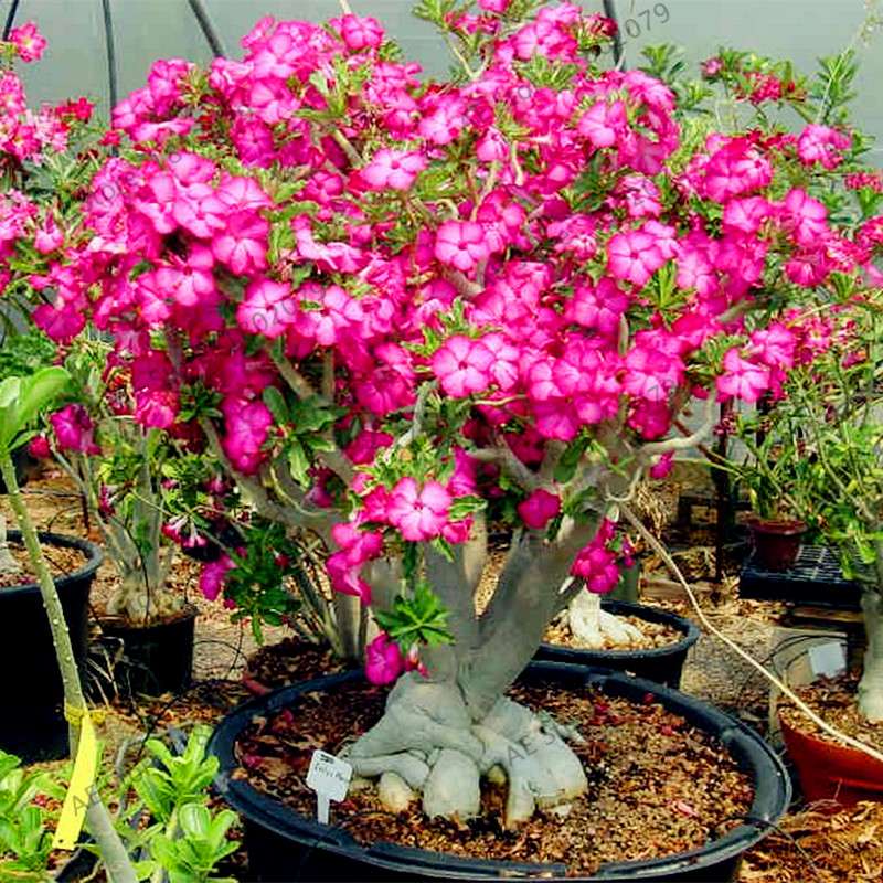 Mixed Color Desert Rose Seeds - Easy to Grow Bonsai Flower for Home Garden Planting