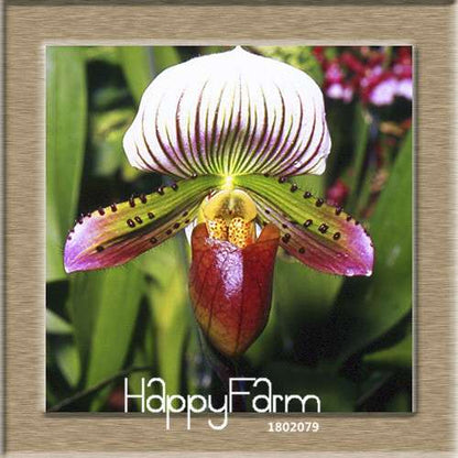 18 Color Orchid Seeds - Cypripedium & Paphiopedilum Bonsai Flower Seeds, Exotic Home Garden Planting