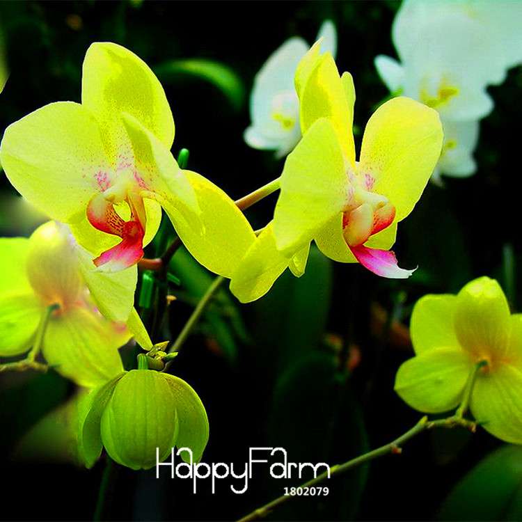Green Orchid Bonsai Seeds - Air Purifying Phalaenopsis Orchids for Home & Office