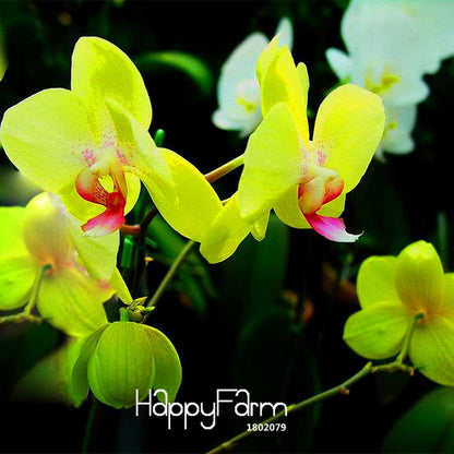 Green Orchid Bonsai Seeds - Air Purifying Phalaenopsis Orchids for Home & Office