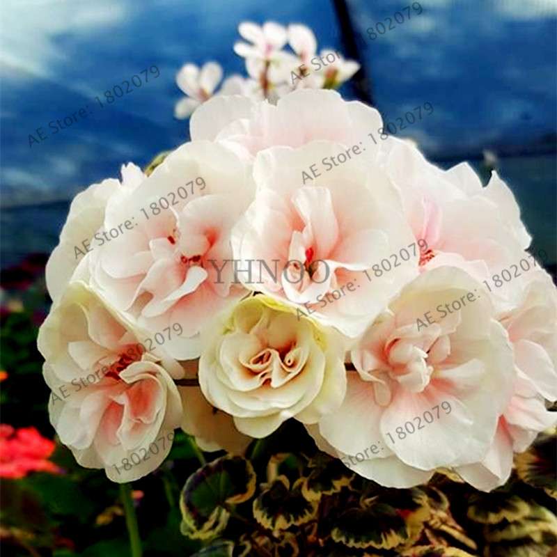 Rare Mixed Color Geranium Seeds - Vibrant Variegated Potted Flowers for Garden & Bonsai | Fast Shipping