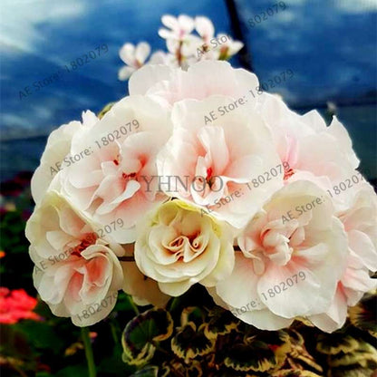 Rare Mixed Color Geranium Seeds - Vibrant Variegated Potted Flowers for Garden & Bonsai | Fast Shipping