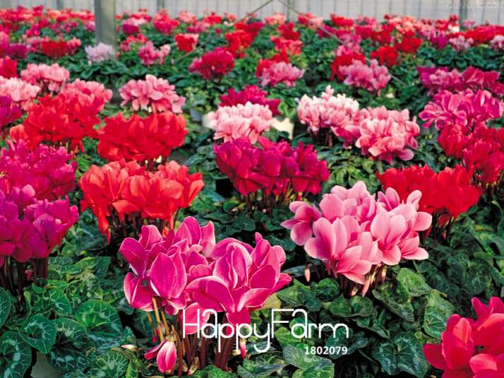Cyclamen & Primrose Flower Seeds for Planting - Fresh Garden Seedlings