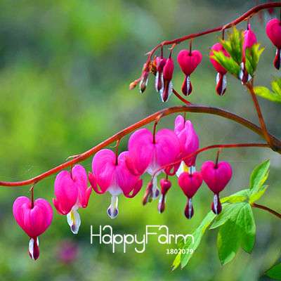 Fuchsia Flower Seeds - Pink Purple Bell Hanging Plants for Pots, Home & Garden