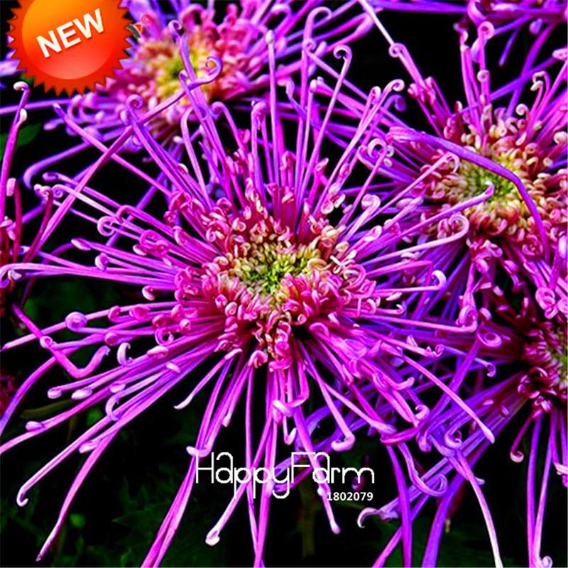 Orange Chrysanthemum Fireworks Flower Seeds - Bonsai Balcony Garden, Fast Shipping USA