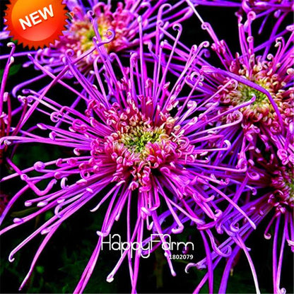 Orange Chrysanthemum Fireworks Flower Seeds - Bonsai Balcony Garden, Fast Shipping USA