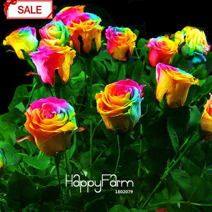 Rainbow Rose Seeds for Planting - DIY Colorful Garden Flowers, Grow Vibrant Roses at Home!