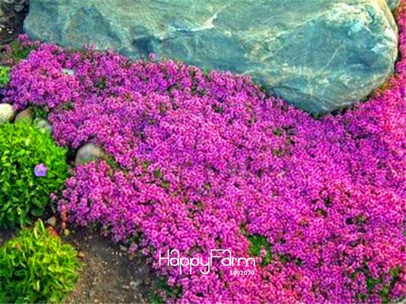 Creeping Thyme Seeds - for Borders, Rock Gardens & Walkways | Fragrant Ground Cover